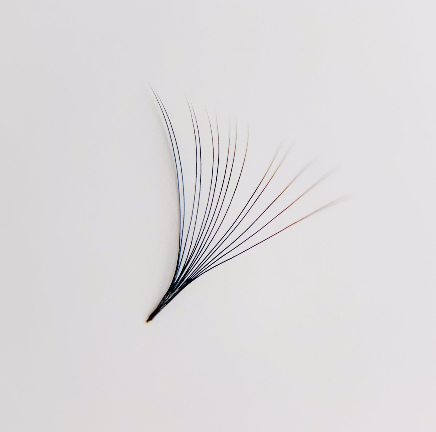 16D Promade Loose Fans- 500 Fans